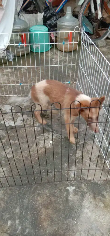 Semi Hibah anjing Penjaga rumah Husky mix