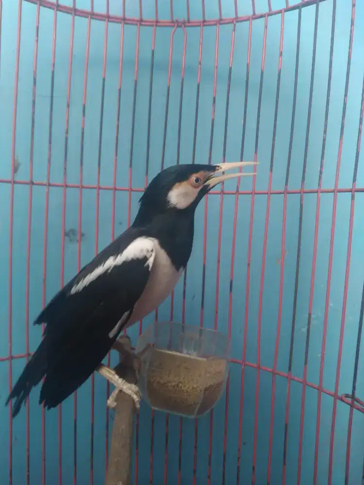 Jual cepat murah dan rugi jalak suren jantan jinak gacor isian banyak