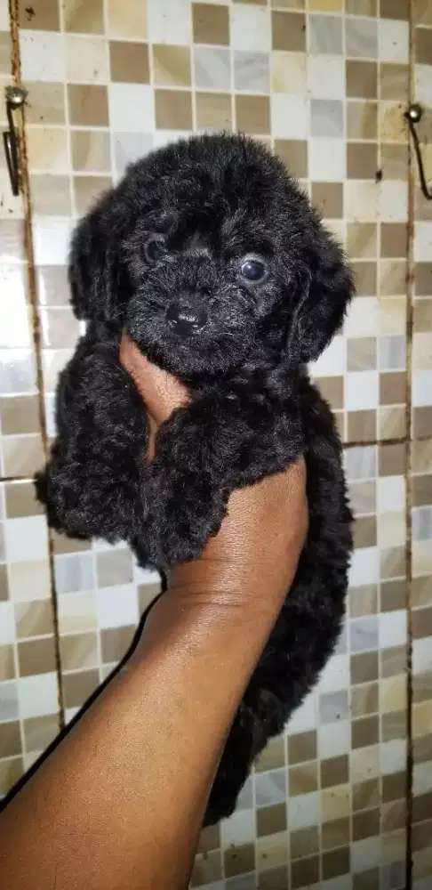 maltipo jantan obat cacing only