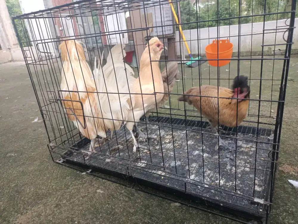 Ayam poland 3in1 3 betina 1 jantan