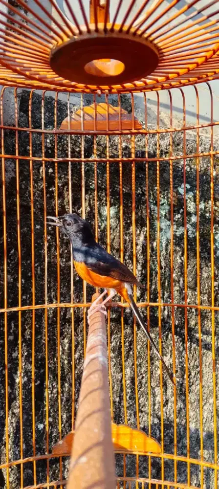 Burung muray hutan ori