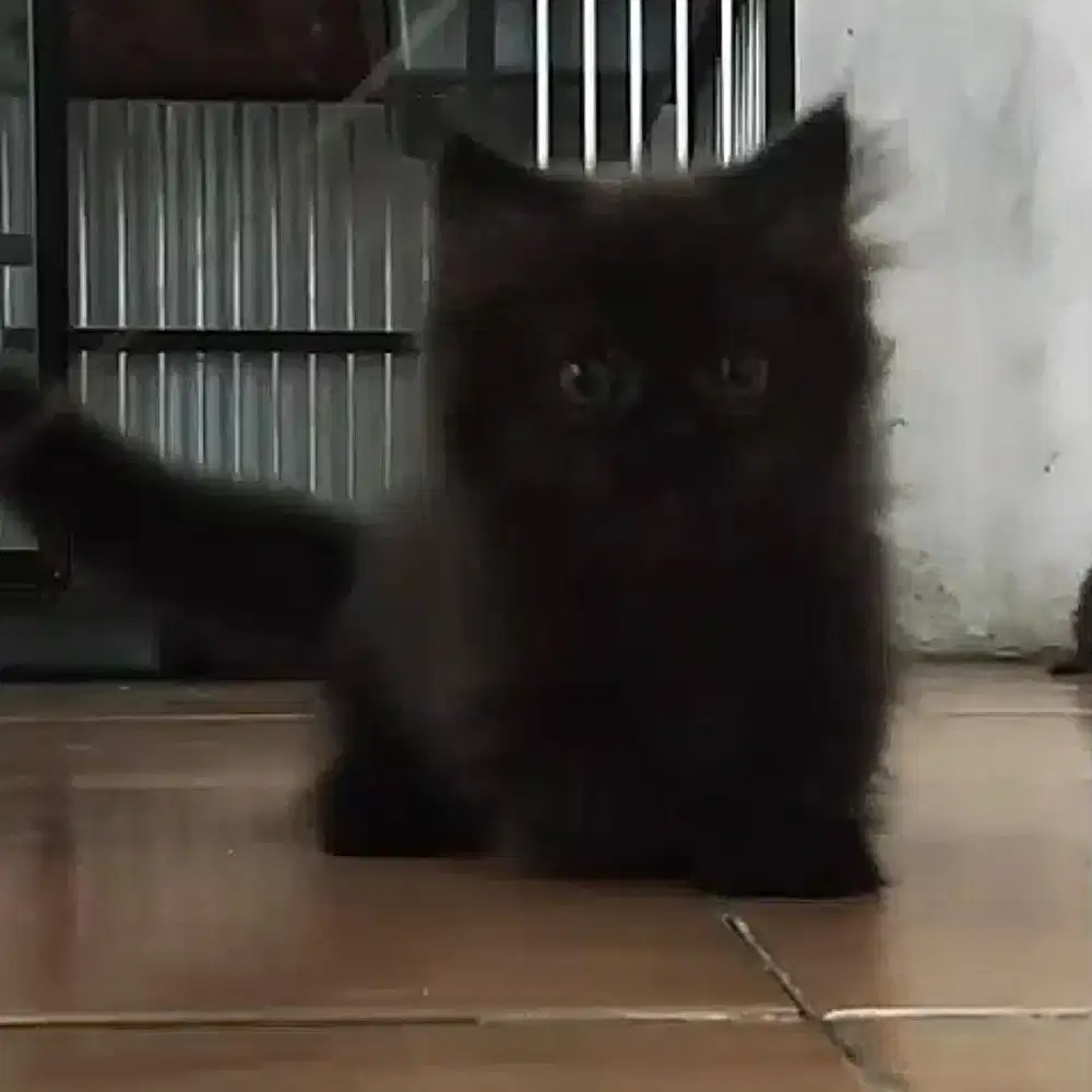 Kucing Munchkin BLH Black Solid