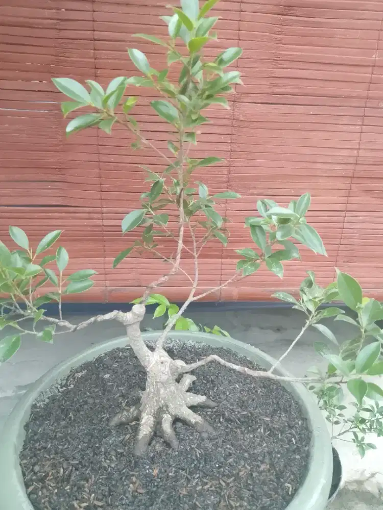 Bahan bonsai kimeng