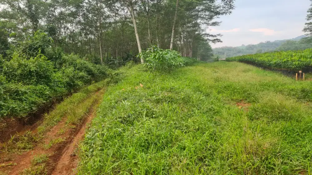 Tanah Kebun Sengon Kajen Luas 600m² Lokasi Strategis untuk Bisnis