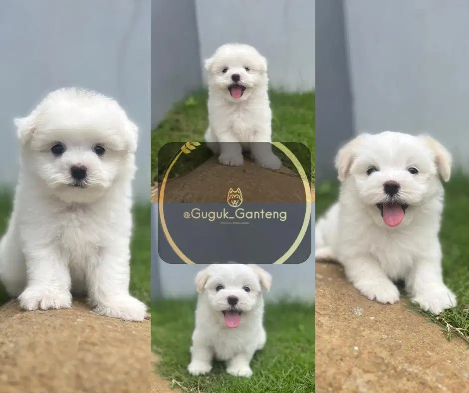 Maltese jantan kosongan