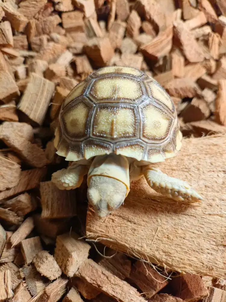 Kura-kura Sulcata