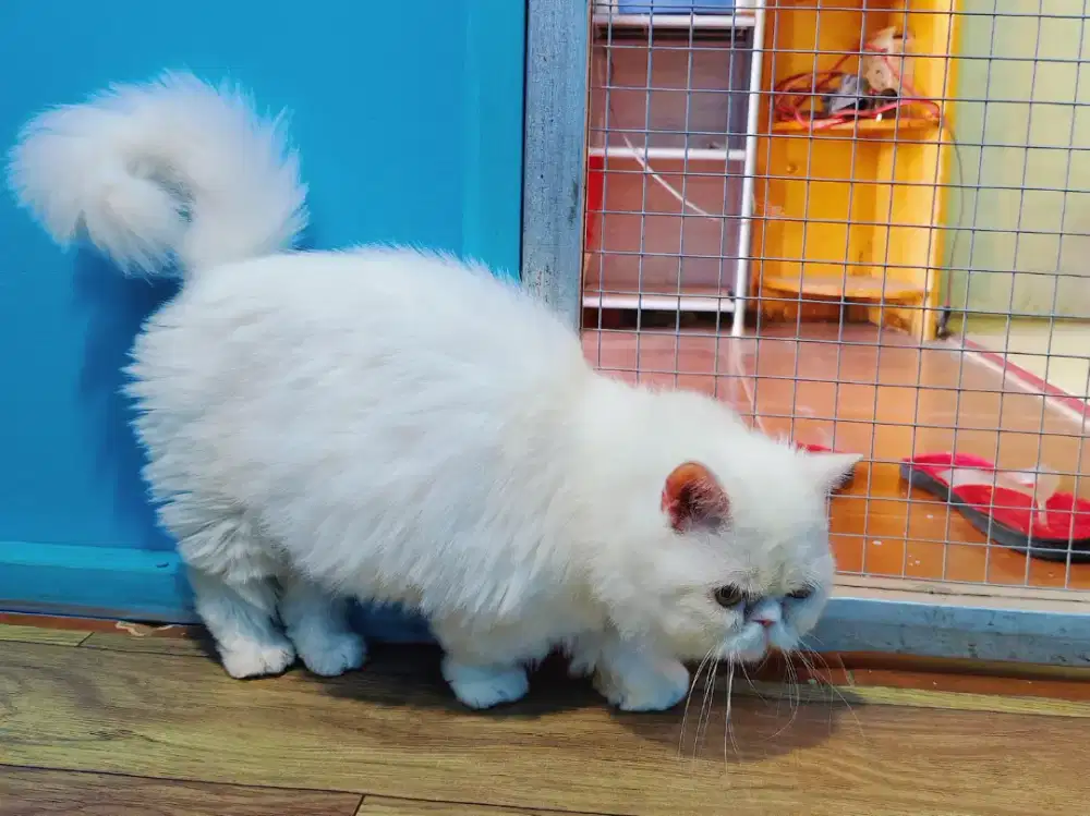 Munchkin Minuet Pesek Cebol Betina Calon Indukan