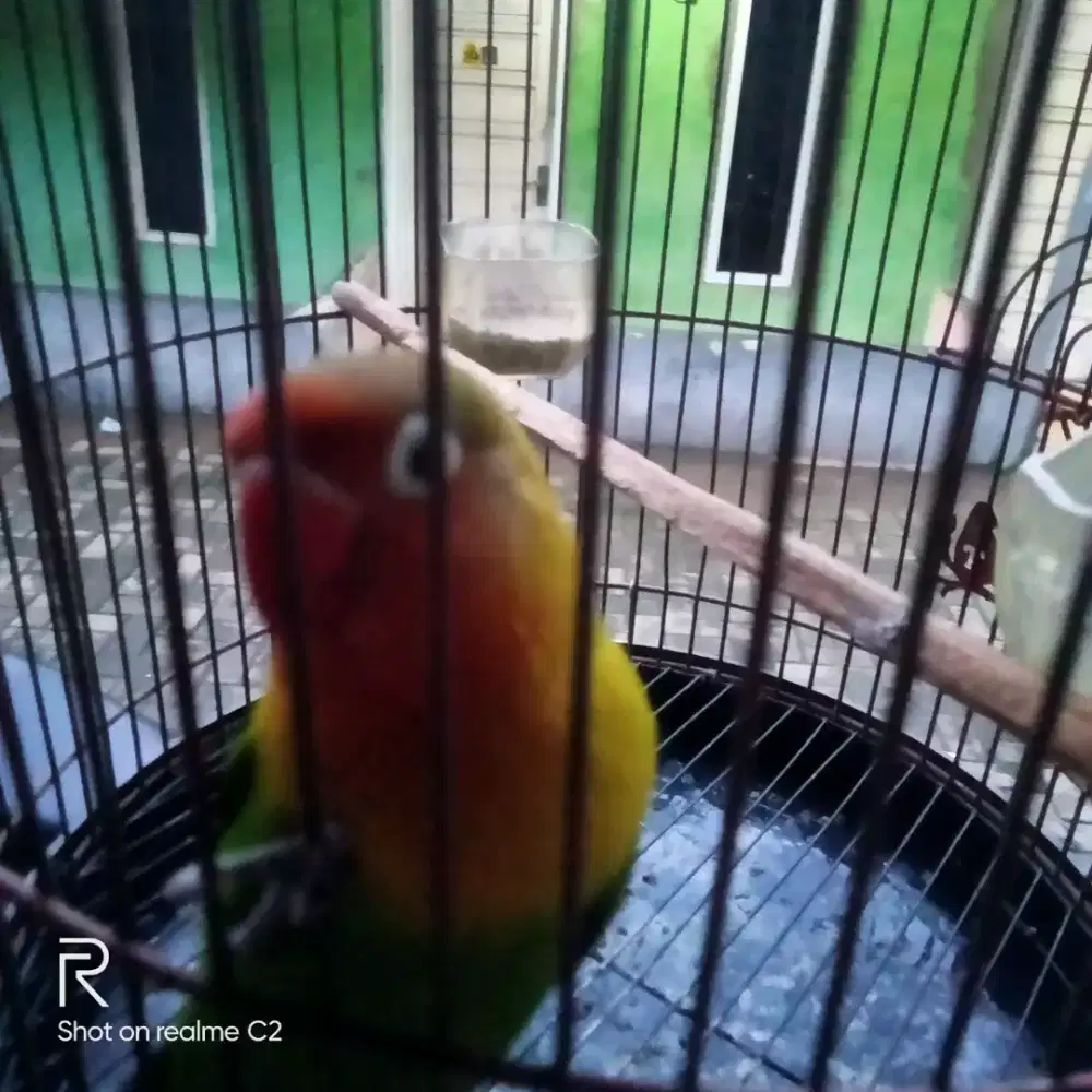 Burung lovebird