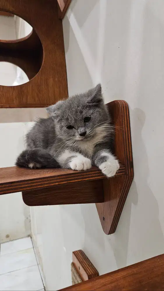 British Shorthair ( BSH) Bicolour Blue