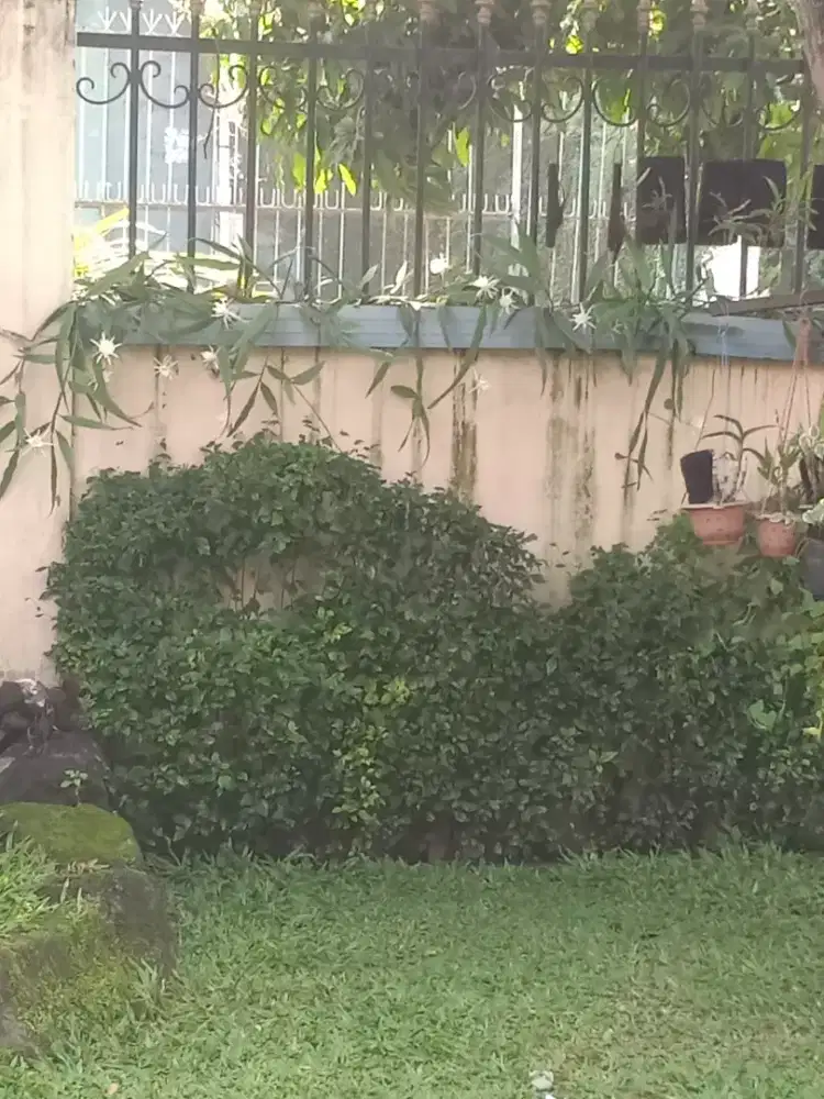 Tanah 50 M2,  di Sumber. Dekat Manahan.