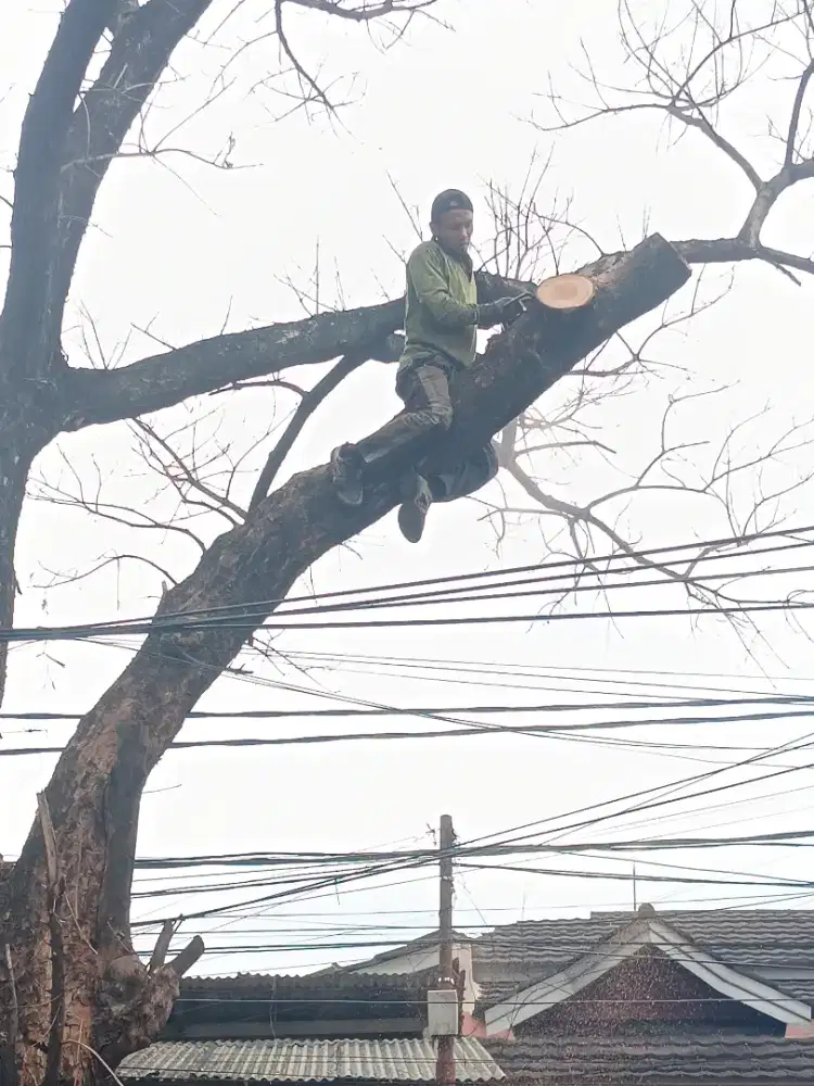 Jasa Penebangan pohon dan pemangkasan