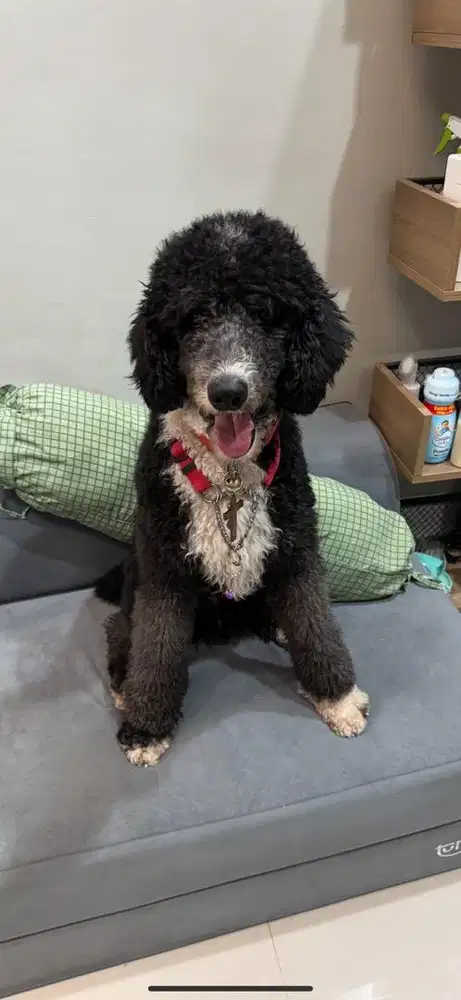 Anjing Giant Poodle