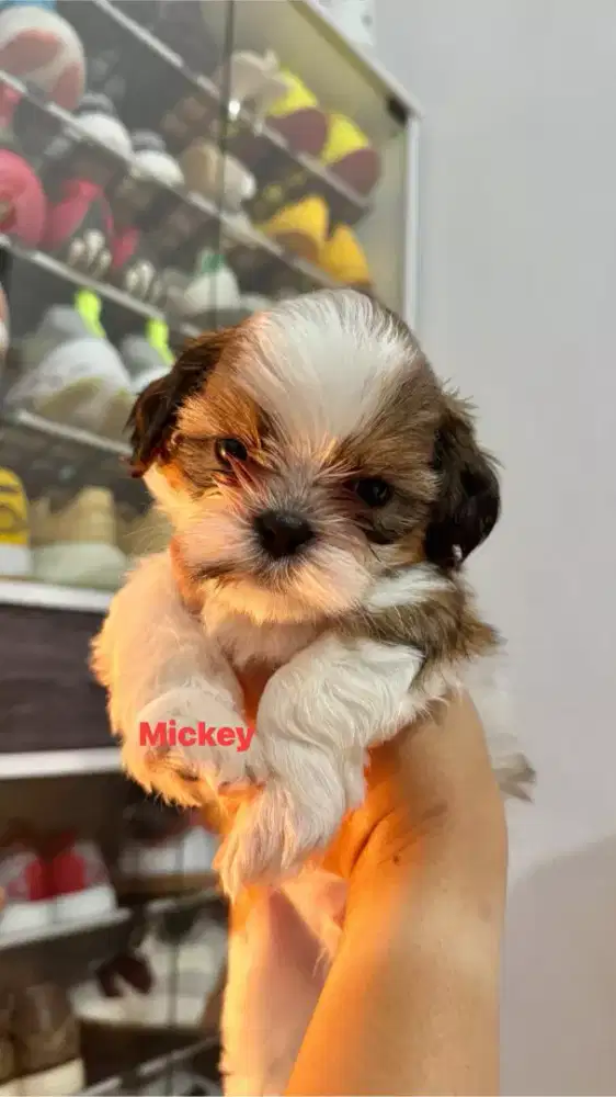 Shihtzu tricolor jantan 3 ekor
