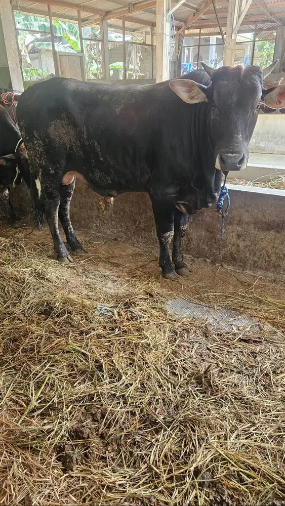 tabungan sapi limosin 500kiloan 5 jt/bln 7x siap hewan qurban 2026 top