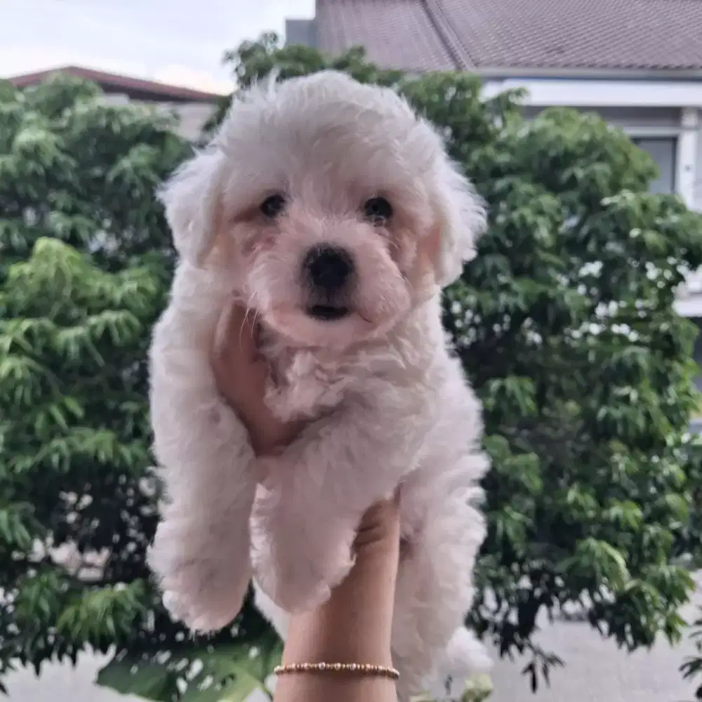 Bichon frise putih jantan 2 ekor