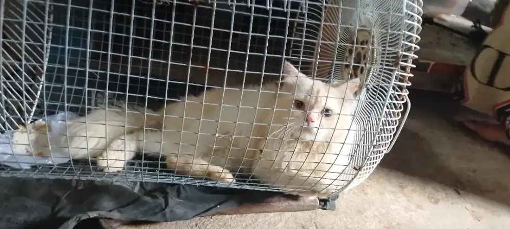 Anggara jantan umur 5 juwal cepat