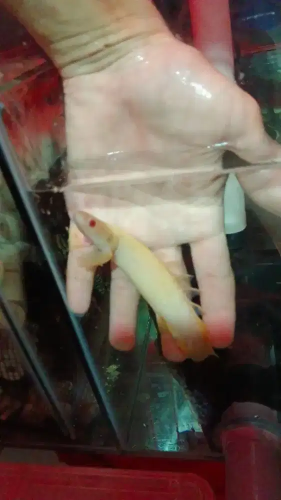 Ikan palmas sehat ada 3 ekor jual murah