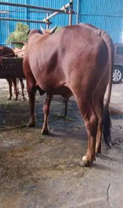 tabungan 5jt/bln 7x sapi limosin 500kiloan siap hewan kurban 2026 puas