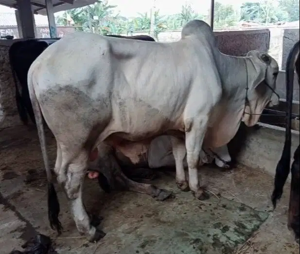 tabungan 5jt/bln 7x sapi limosin 500kiloan siap hewan kurban 2026 puas