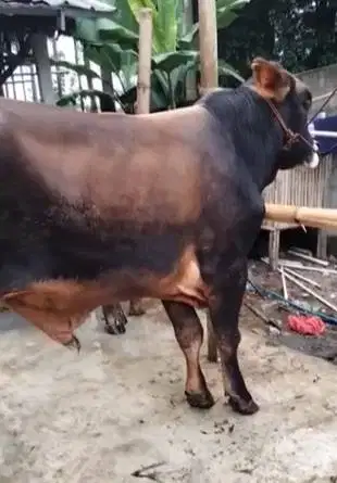 tabungan 5jt/bln 7x sapi limosin 500kiloan siap sapi qurban 2026 puas