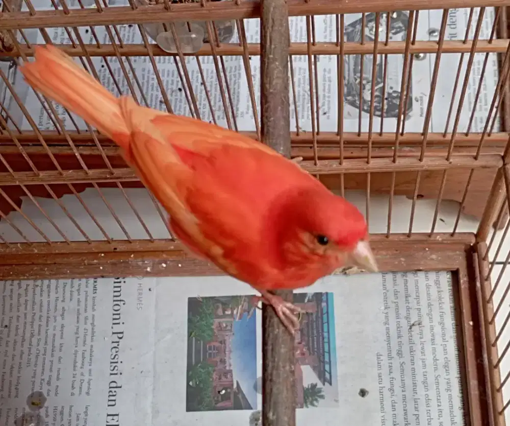 Burung kenari merlok