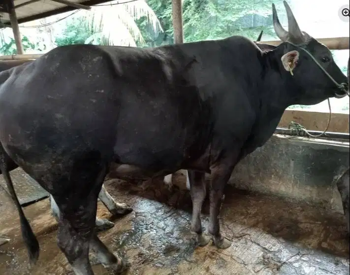 tabungan 5jt/bln 7x sapi limosin 500kiloan siap hewan qurban 2026 puas