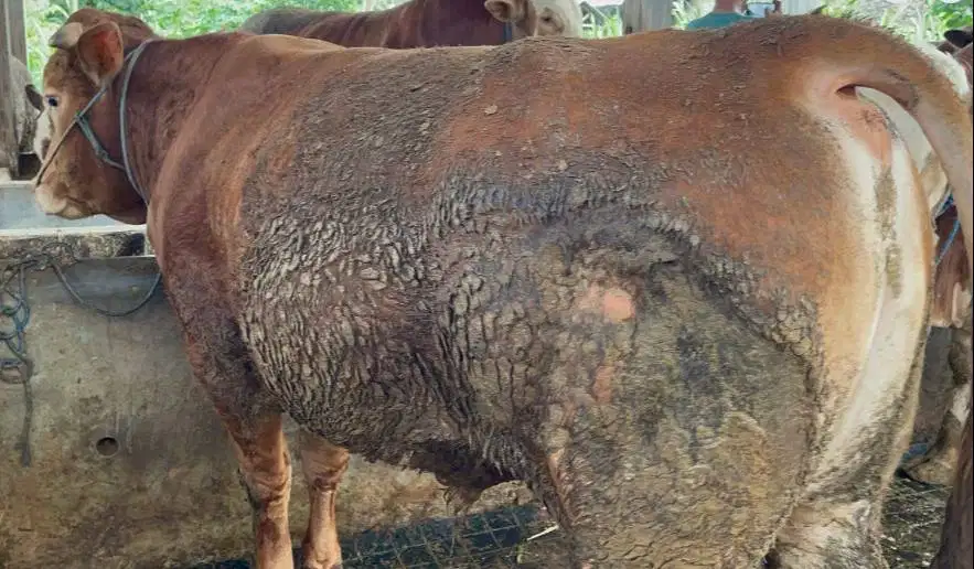 tabungan qurban 5jt/bln 7x sapi limosin 500kiloan layak kurban 2026 ok