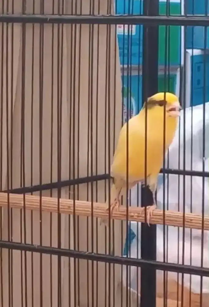 Burung kenari F2 Ys postur warna cerah gede sak YS