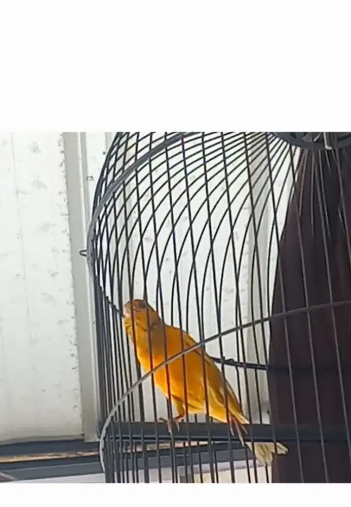 Burung kenari cor dor atas bawah isian mewah