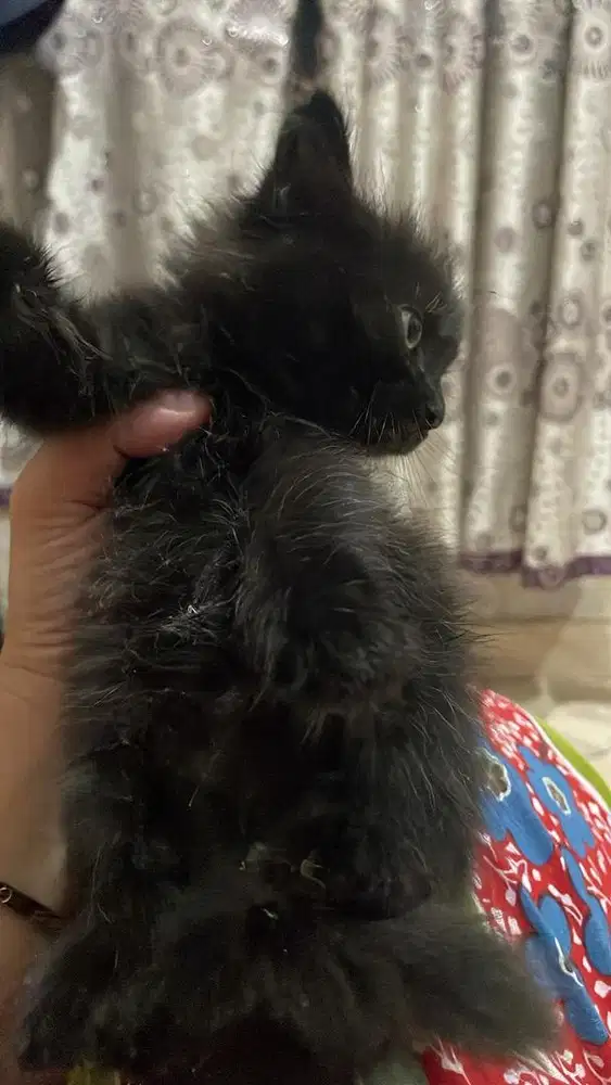 Dijual anak kucing persia hitam