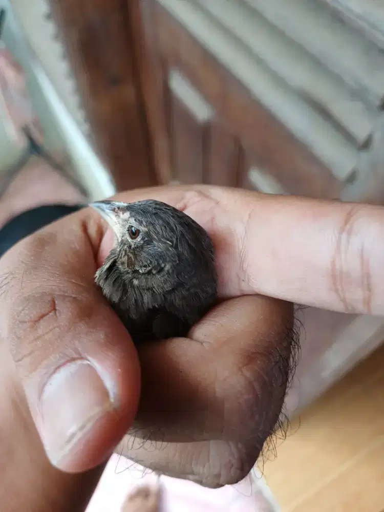 Branjangan parva cemani