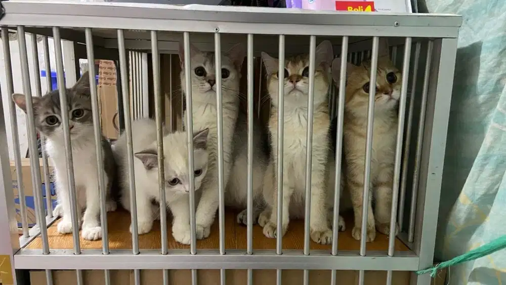 Kucing Bsh bico, red , putih bsh x scoties