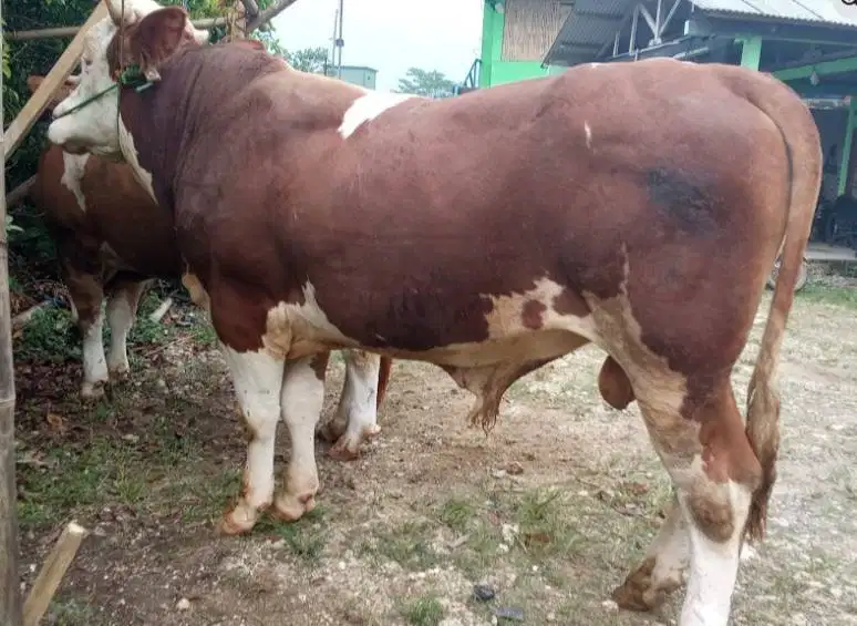 cicilan 5jt/bln 7x sapi kurban limosin 500kiloan timbang riil rawatan