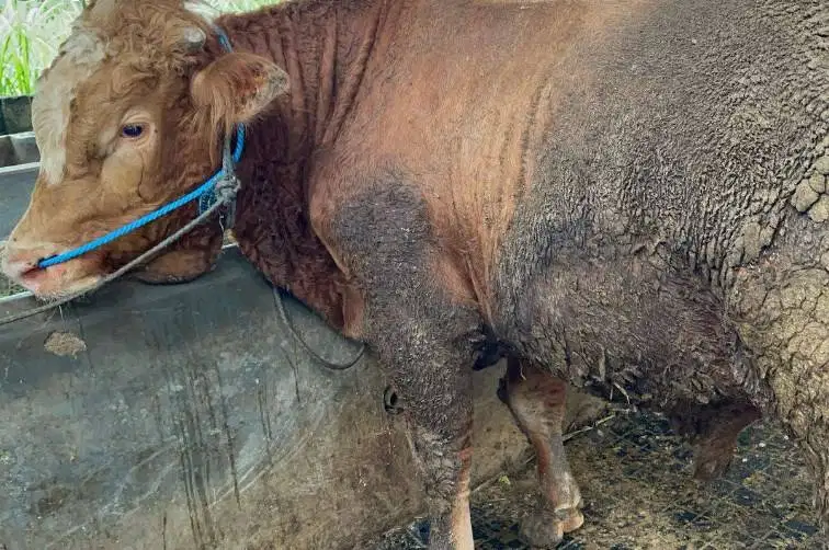 cicilan 5jt/bln 7x sapi kurban limosin 500kiloan timbang riil rawatan