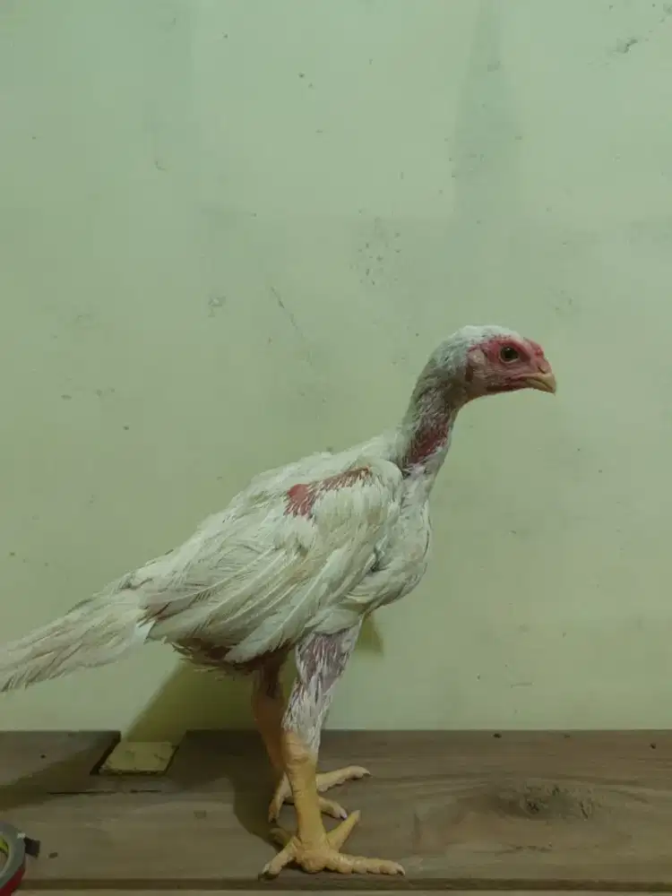 Dijual anakan shamo usia 2 bulanan