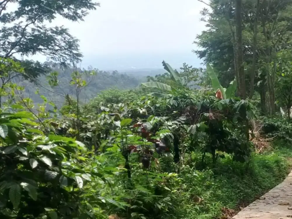 Kebun subur cocok buat Sengon dekat Kampung