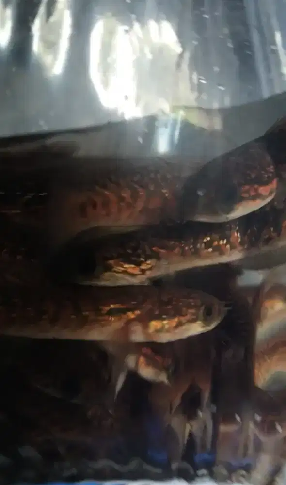 Ikan cana rsp kalimya per 50 ekor