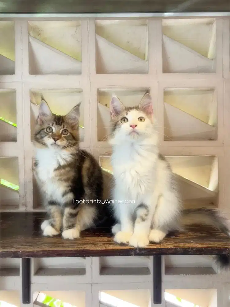 Limited Offer Kitten Mainecoon Kucing Maine Coon
