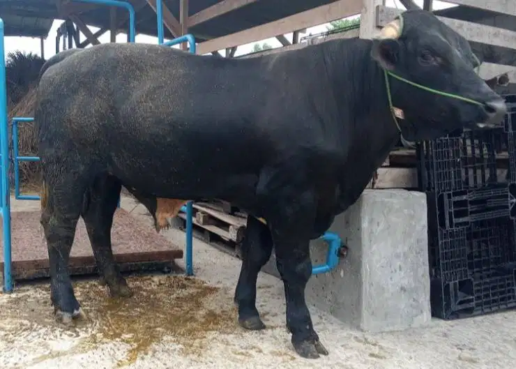 cicilan sapi kurban 500kiloan 5jt/bln 7x timbang riil rawatan manteb