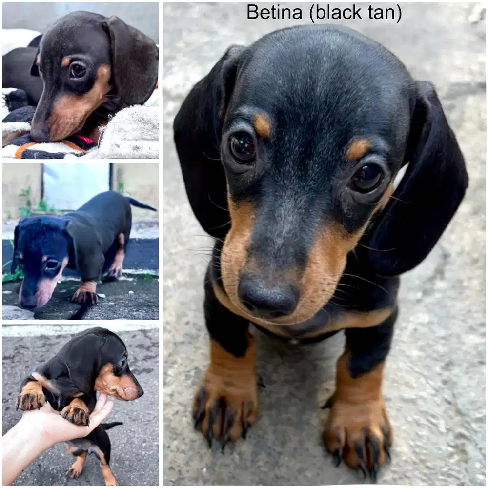 Mini Tekel (Miniature Dachshund)