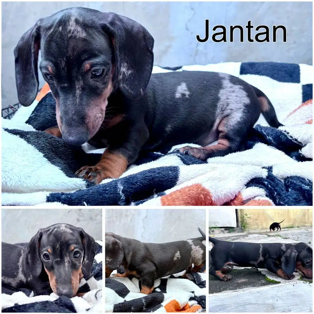 Mini Tekel (Miniature Dachshund)