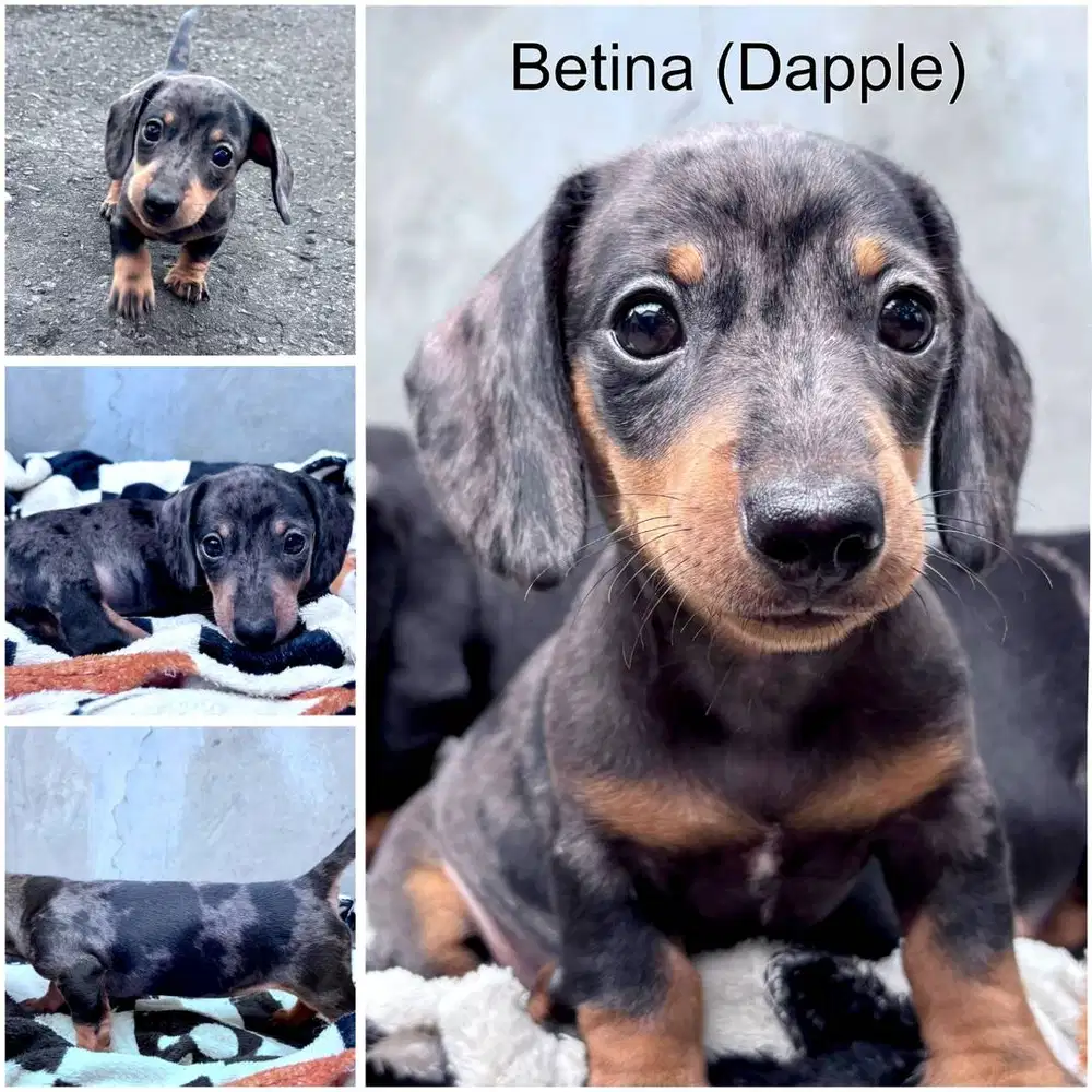 Mini Tekel (Miniature Dachshund)