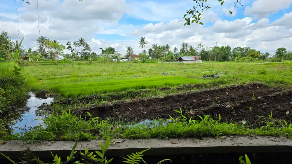 Dijual Tanah 2114 M2 SHM Sawah - Sleman, Yogyakarta