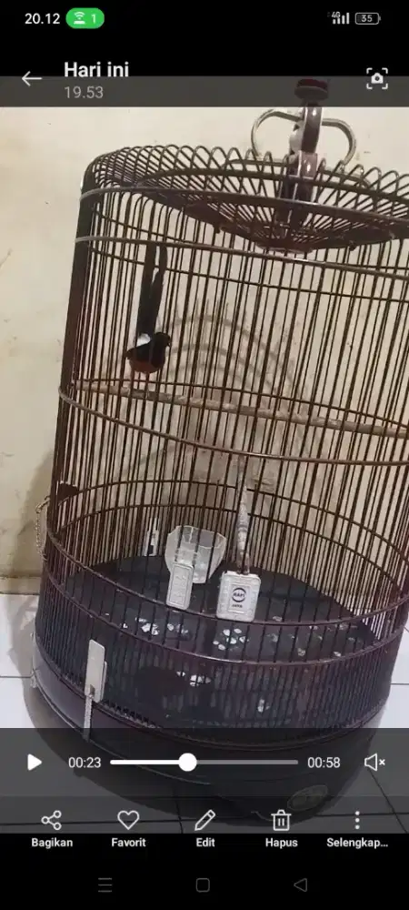 Murai fakter prestasi gacor dor sangkar mewah