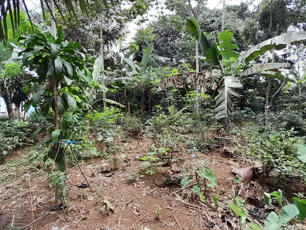 Dijual Murah Tanah Kebun Manggis 1692 m2 di Kampung Bojong Puwakarta