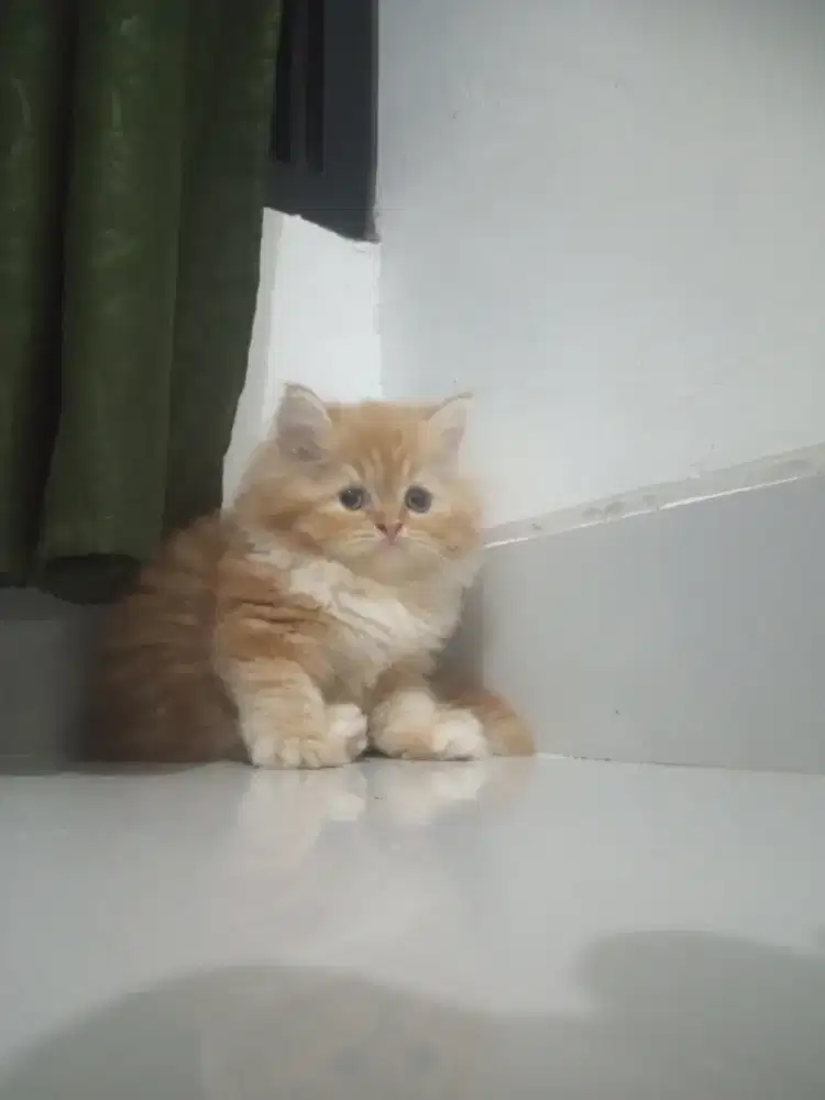 Kucing betina flatnose