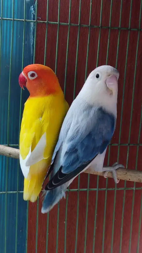 Labet Jodohan / Sepasang