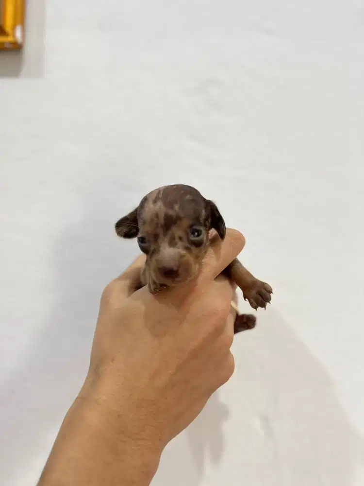 Tekel Dachshund