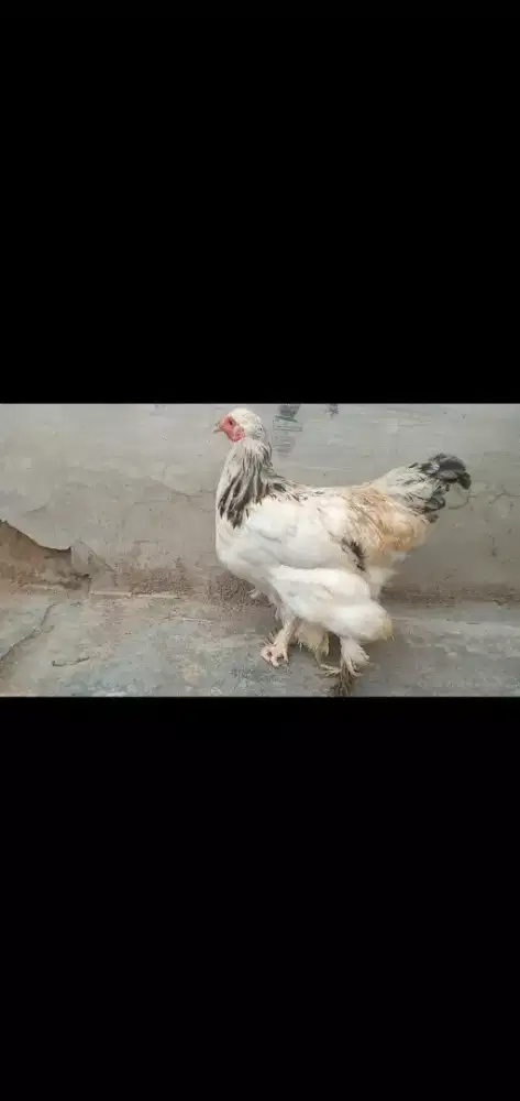 Ayam Brahma Colombia (betina dewasa).