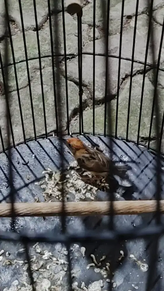Burung Cici padi kepala merah